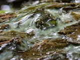 Das Plasmodium von Ceratiomyxa fruticulosa überzieht  alte Baumstubben mit einer gallertartigen Masse.